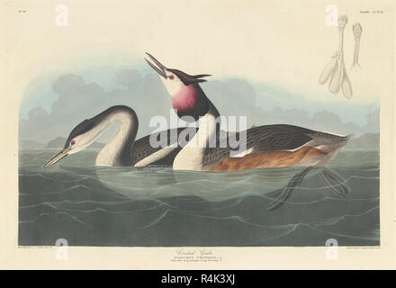 Grèbe huppé. En date du : 1836. Médium : à la main, gravure et aquatinte sur papier Whatman. Musée : National Gallery of Art, Washington DC. Auteur : Robert Havell après John James Audubon. AUDUBON, JOHN JAMES. Banque D'Images