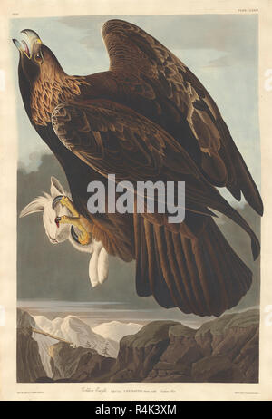 L'aigle royal. En date du : 1833. Médium : à la main, gravure et aquatinte sur papier Whatman. Musée : National Gallery of Art, Washington DC. Auteur : Robert Havell après John James Audubon. AUDUBON, JOHN JAMES. Banque D'Images