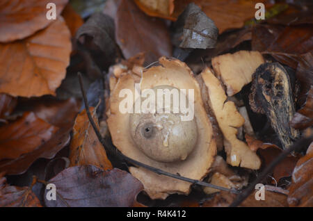 Un spécimen de possibles (Geastrum fornicatum earthstar acrobatique) trouvés dans une forêt de hêtres en La Rioja, dans le nord de l'Espagne Banque D'Images