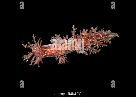 Dendronotus frondosus - un nudibranche limace de mer Banque D'Images