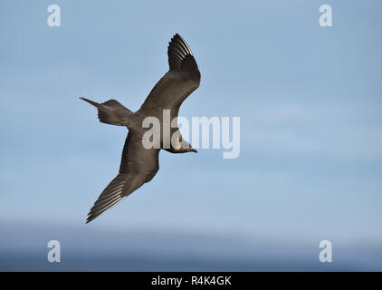 Labbe parasite - Stercorarius parasiticus phase sombre des profils Banque D'Images