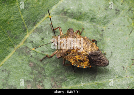 Vue dorsale d'un Shieldbug Troilus luridus (Bronze) reposant sur une feuille de chêne. Tipperary, Irlande Banque D'Images