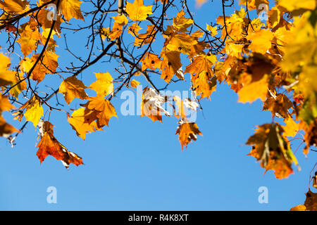 Les érables jauni à l'automne Banque D'Images