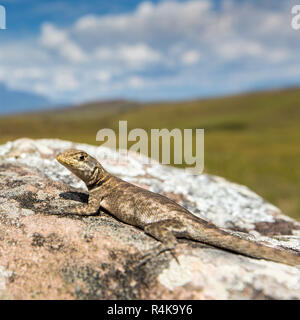 Lézard dans route de Mont Roraima - Venezuela, l'Amérique latine Banque D'Images