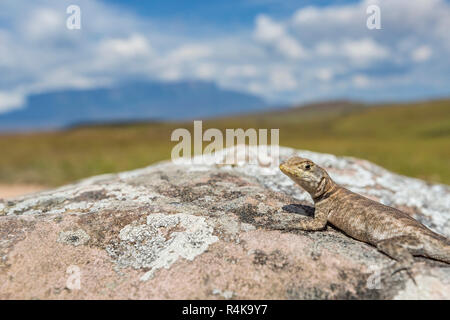 Lézard dans route de Mont Roraima - Venezuela, l'Amérique latine Banque D'Images