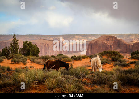 Les chevaux sauvages de manger et se nourrir dans le désert de Monument Valley oljato à la frontière de l'Arizona et l'Utah dans l'ouest américain Banque D'Images