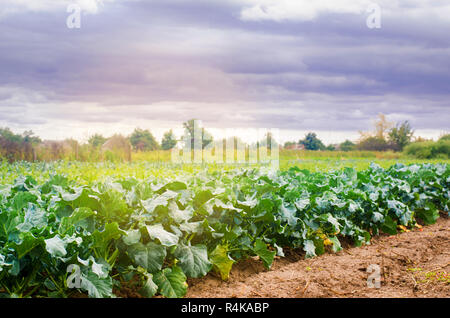 Le brocoli dans le champ de légumes biologiques frais. L'agriculture l'agriculture des terres agricoles. Banque D'Images