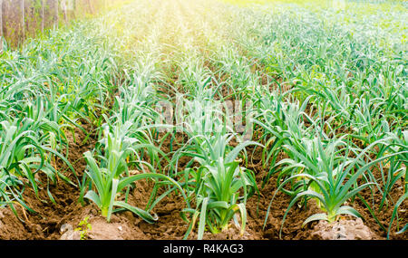 Le poireau dans le champ. L'agriculture, les légumes, les produits agricoles biologiques, l'agro-industrie. Les terres agricoles. Banque D'Images