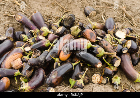 Gâtés pourris légumes aubergine se trouvent sur le terrain. mauvaise récolte concept. déchets de production, les maladies des plantes. L'agriculture, de l'agriculture. L'utilisation de l'agro- Banque D'Images