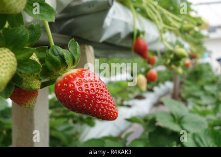 Fraises fraîches qui sont cultivées en serre Banque D'Images