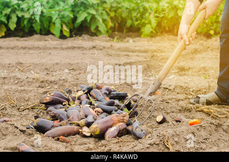 Gâtés pourris légumes aubergine se trouvent sur le terrain. mauvaise récolte concept. déchets de production, les maladies des plantes. L'agriculture, de l'agriculture. farmer et de saison Banque D'Images