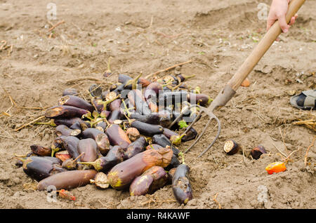 Gâtés pourris légumes aubergine se trouvent sur le terrain. mauvaise récolte concept. déchets de production, les maladies des plantes. L'agriculture, de l'agriculture. farmer et de saison Banque D'Images