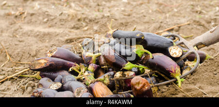 Gâtés pourris légumes aubergine se trouvent sur le terrain. mauvaise récolte concept. déchets de production, les maladies des plantes. L'agriculture, de l'agriculture. farmer et de saison Banque D'Images