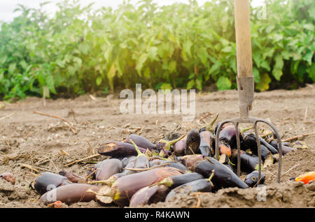 Gâtés pourris légumes aubergine se trouvent sur le terrain. mauvaise récolte concept. déchets de production, les maladies des plantes. L'agriculture, de l'agriculture. farmer et de saison Banque D'Images