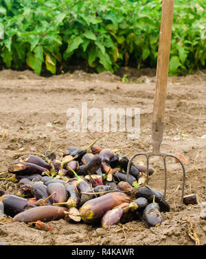 Gâtés pourris légumes aubergine se trouvent sur le terrain. mauvaise récolte concept. déchets de production, les maladies des plantes. L'agriculture, de l'agriculture. farmer et de saison Banque D'Images