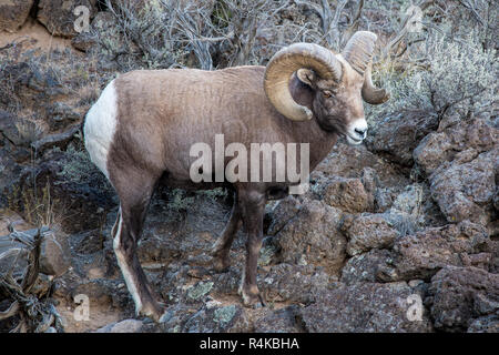 Grand mouflon des montagnes ram du Rio Grande Gorge près de Taos, Nouveau Mexique Banque D'Images