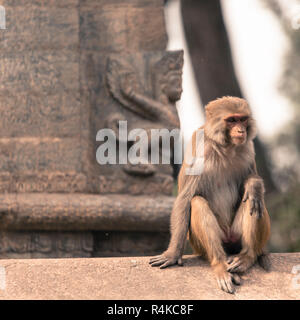 Jeune singe macaque rhésus au Temple de Swayambhunath, vallée de Katmandou, Népal Banque D'Images