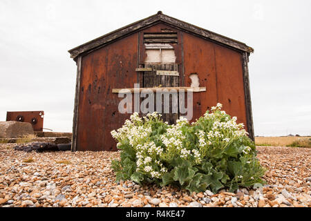 Kale Crambe maritime (maritime) sur la plage des pêcheurs, Dungeness, Kent UK Banque D'Images