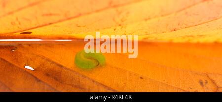 Caterpillar vert sur autumn leaf macro close up Banque D'Images