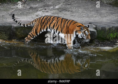 Tigre de Sibérie promenades dans l'eau au zoo Banque D'Images