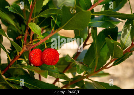 Arbutus unedo Strawberry Tree fruits mûrs, l'arbuste est également connu sous le nom de Killarney Strawberry Tree dans le parc national de Killarney, comté de Kerry, Irlande. Banque D'Images