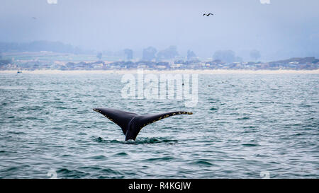 Queue d'une baleine à bosse plongée sous-marine sur la côte Pacifique, Monterey, Californie Banque D'Images