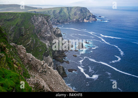 Côte spectaculaire avec Fou de Bassan (Morus bassanus) colonie de reproduction dans la région de Sea Cliff à Hermaness, Unst, Shetland, Scotland, UK Banque D'Images
