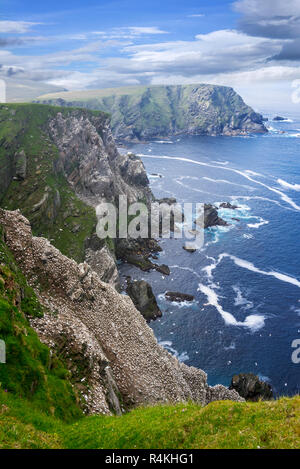 Côte spectaculaire avec Fou de Bassan (Morus bassanus) colonie de reproduction dans la région de Sea Cliff à Hermaness, Unst, Shetland, Scotland, UK Banque D'Images