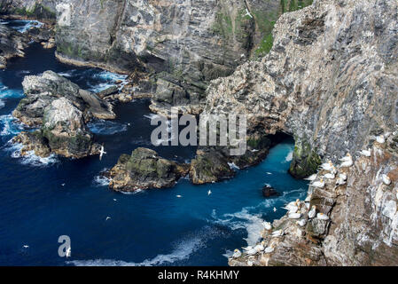 Côte spectaculaire avec Fou de Bassan (Morus bassanus) colonie de reproduction dans la région de Sea Cliff à Hermaness, Unst, Shetland, Scotland, UK Banque D'Images