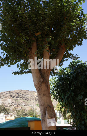 Orchid tree (bauhinia variegata) Banque D'Images