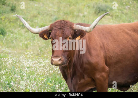 Bull dans une prairie fleurie Banque D'Images