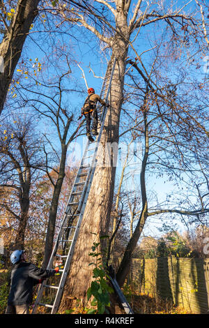 Braunschweig, Novembre 17, 2018. : Tree climber sur une échelle appuyée contre un peuplier. Helper maintient l'échelle sur le terrain. Commencez à monter les tr Banque D'Images