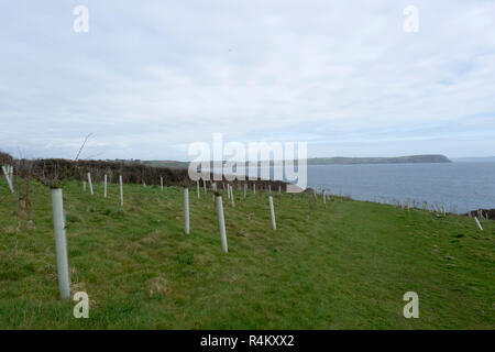 Les jeunes arbres sur la pointe à Portscatho chemin sur la côte sud de Cornwall, England, UK Banque D'Images