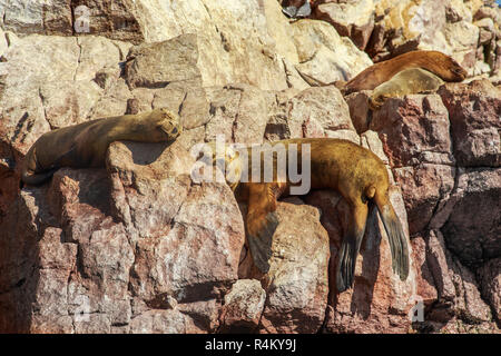 Quatre joints dormant sur les rochers à l'île de Ballestas, parc national de Paracas, Pérou Banque D'Images