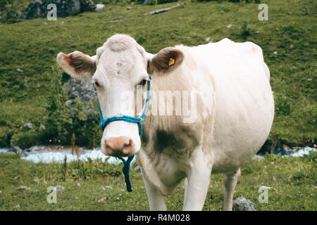 Vache blanche se trouve dans la prairie et ressemble à huis clos Banque D'Images