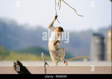 Photo d'un singe agile détient sur une branche de Banque D'Images
