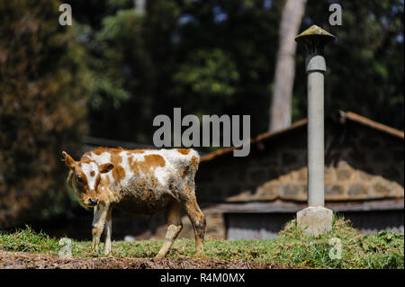Photo de vache sale pauvres se dresse sur le pré près de la maison Banque D'Images
