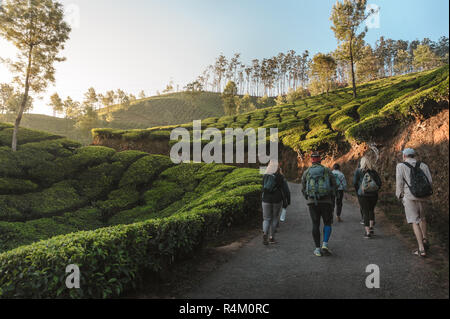 Photo de Groupe international de randonneurs avec sacs à dos passe par la route à travers des paysages de plantations de thé au lever du soleil Banque D'Images