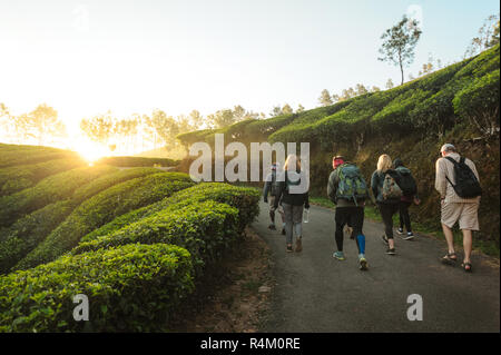 Photo de Groupe international de randonneurs avec sacs à dos passe par la route à travers des paysages de plantations de thé au lever du soleil Banque D'Images