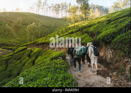 Photo de Groupe international de randonneurs avec sacs à dos passe par la route à travers des paysages de plantations de thé au lever du soleil Banque D'Images