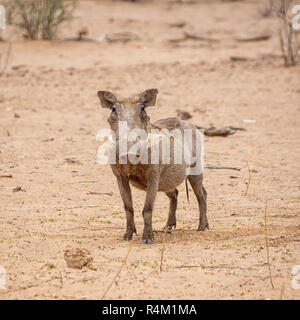 Un Phacochère dans le sud de la savane africaine Banque D'Images