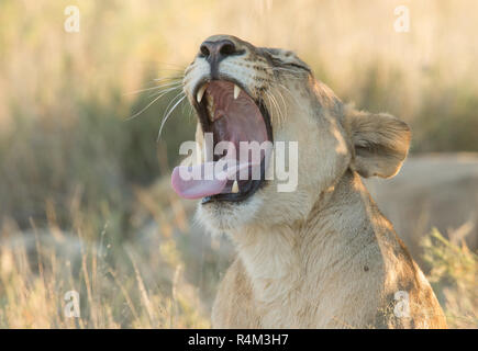 Portrait d'une femme lion dans le parc national d'Etosha, Namibie Banque D'Images