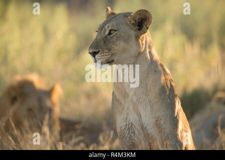 Portrait d'une femme lion dans le parc national d'Etosha, Namibie Banque D'Images