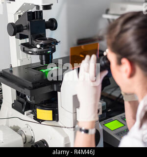 Chercheur en sciences de la vie génétique dans microscoping laboratoire scientifique. Banque D'Images