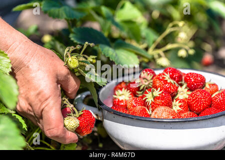 Bol de fraises à la ferme, des fraises fraîches récoltées par les mains des agriculteurs, l'agriculture biologique concept Banque D'Images