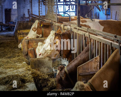 Traire les vaches dans une étable rustique à une petite ferme laitière autrichienne weit pour leur alimentation Banque D'Images