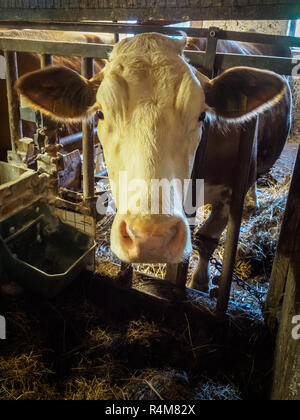 Traire les vaches dans une étable rustique à une petite ferme laitière autrichienne weit pour leur alimentation Banque D'Images