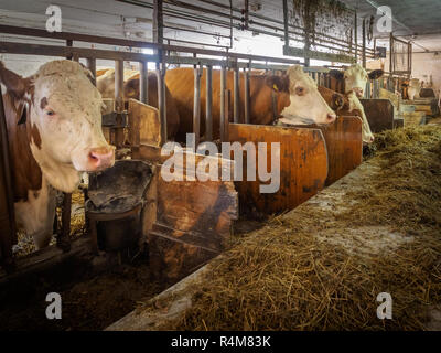 Traire les vaches dans une étable rustique à une petite ferme laitière autrichienne weit pour leur alimentation Banque D'Images