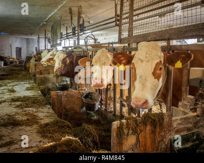 Traire les vaches dans une étable rustique à une petite ferme laitière autrichienne weit pour leur alimentation Banque D'Images