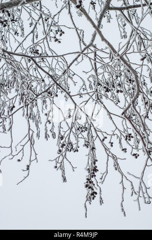 Branches couvertes de givre de l'aulne Banque D'Images